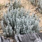 Achillea maritima Blad