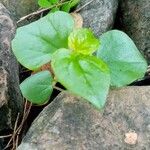 Peperomia pellucida 葉