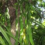Ophioglossum pendulum Hábito