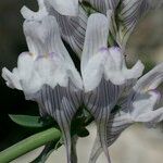 Linaria verticillata Flor