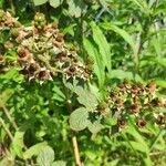 Rubus canescens Blatt