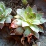 Sempervivum calcareum Leaf