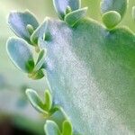 Kalanchoe daigremontiana 葉