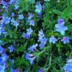 Glandora prostrata 花