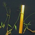 Panicum schwackeanum अन्य