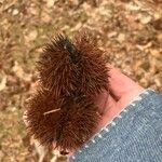 Castanea mollissima Fruit