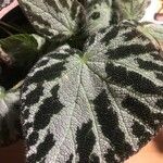 Begonia imperialis Leaf