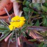 Fourraea alpina 花
