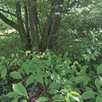 Acer carpinifolium Habitat