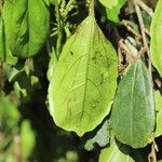 Celtis mildbraedii Blatt