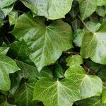 Hedera hibernicaFoglia