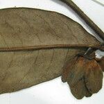 Guatteria richardii Beste bat