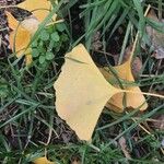 Ginkgo biloba Liść