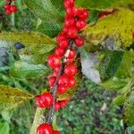 Ilex verticillata Plod