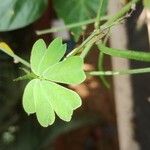 Vigna unguiculata Leaf