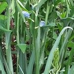 Camassia leichtlinii Kůra