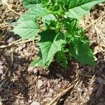 Chenopodiastrum hybridum Leaf