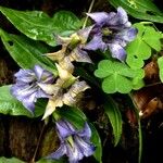 Gentiana asclepiadea Flor
