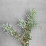 Picea pungensList