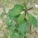 Eutrochium purpureum Leaf