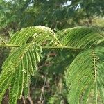 Desmanthus virgatus Leaf