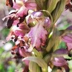 Himantoglossum robertianum Цвят