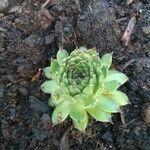 Sempervivum montanumЛист