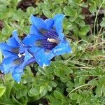 Gentiana angustifolia Habitus