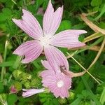 Malva tournefortiana Flower
