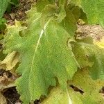 Salvia aethiopis Leaf