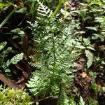 Asplenium theciferum 葉