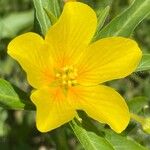 Ludwigia grandiflora Fula