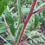 Rhus copallinum Corteccia