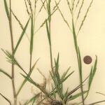 Panicum dichotomiflorum Агульны выгляд