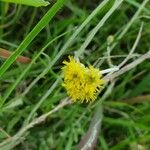 Helichrysum odoratissimum 花