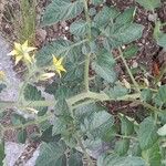 Solanum lycopersicum Blad