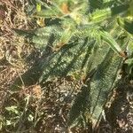 Echium asperrimum Leaf