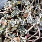 Sedum spathulifolium 整株植物