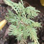 Prosopis cineraria Leaf