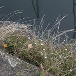 Festuca myuros 果實