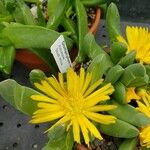 Glottiphyllum neilii Flor