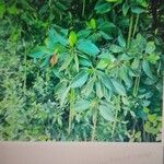 Rhizophora mucronata Leaf