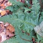 Dryopteris carthusiana برگ