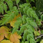 Myrrhis odorata Leaf