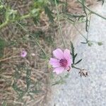 Althaea cannabinaΛουλούδι