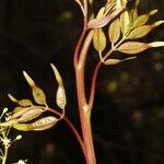 Bursera simaruba Leaf