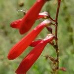 Penstemon eatonii Цвят