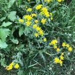 Senecio vernalis Floare