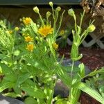 Arnica chamissonis पत्ता