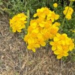 Eriophyllum confertiflorum Blüte